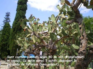 Sunt cactuşi plantaţi acum 80 de ani, transformaţi in copaci. Cu puţin noroc îi puteţi descoperi în perioada de înflorire (luna august).   