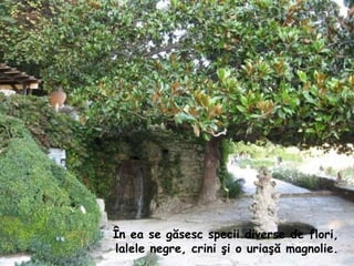 În ea se găsesc specii diverse de flori, lalele negre, crini şi o uriaşă magnolie.   