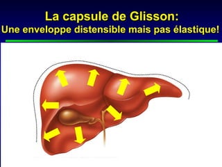 La capsule de Glisson:
Une enveloppe distensible mais pas élastique!
 