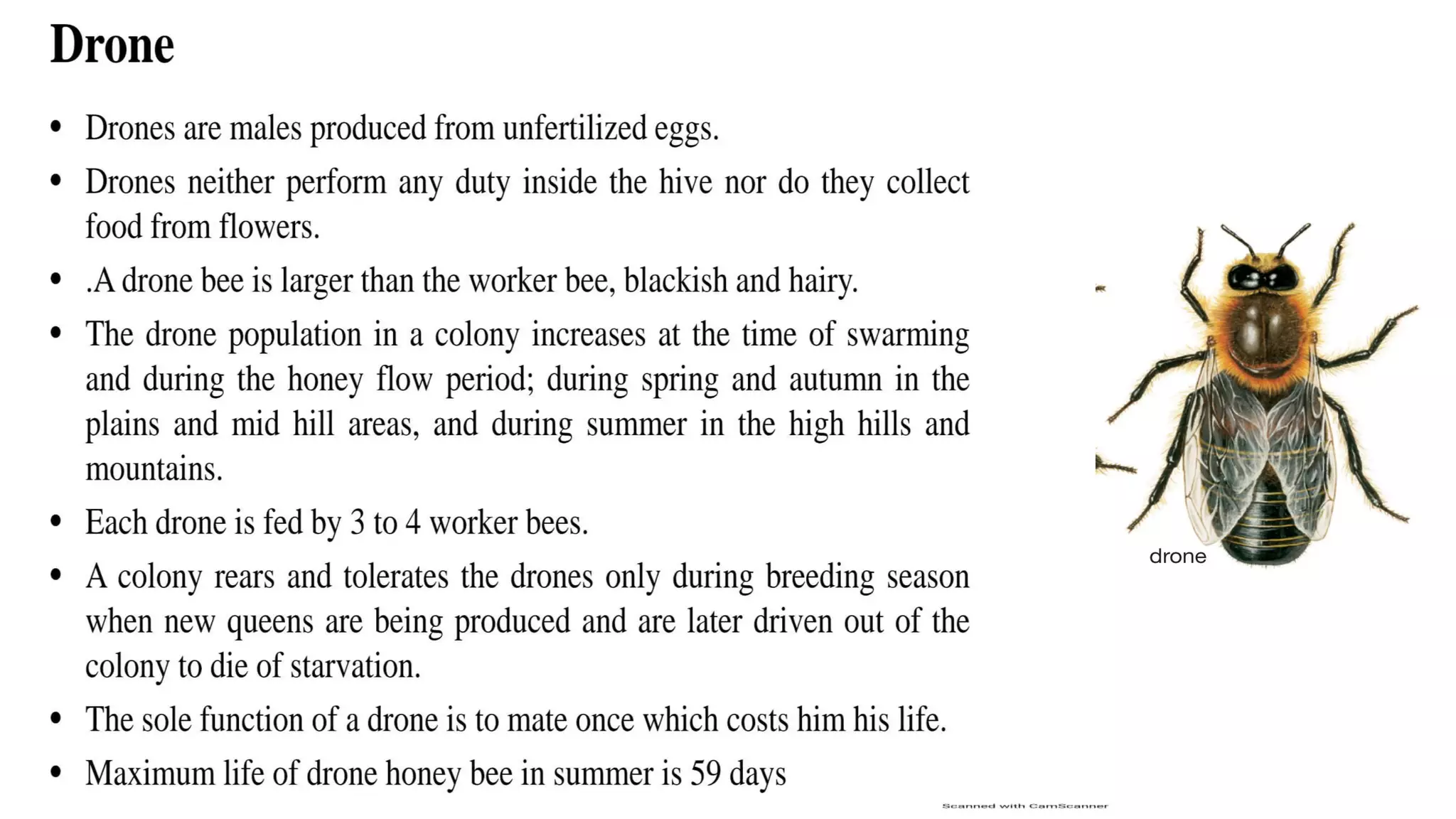 Castes of honey bee | PDF