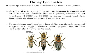 Castes of honey bee