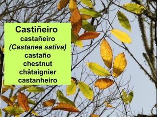 Castiñeiro
castañeiro
(Castanea sativa)
castaño
chestnut
châtaignier
castanheiro
 