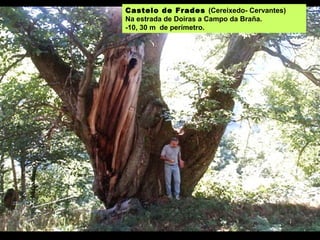 Castelo de Frades (Cereixedo- Cervantes)
Na estrada de Doiras a Campo da Braña.
-10, 30 m de perímetro.
 