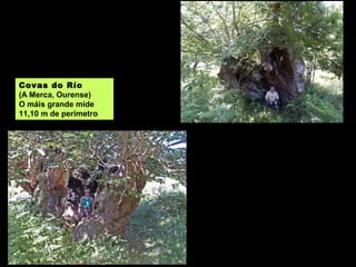 Covas do Río
(A Merca, Ourense)
O máis grande mide
11,10 m de perímetro
 