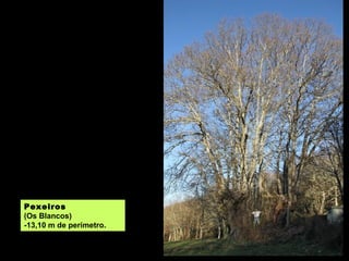 Pexeiros
(Os Blancos)
-13,10 m de perímetro.
 