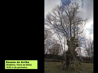 Seoane de Arriba
(Solbeira, Viana do Bolo)
-9,65 m de perímetro.
 