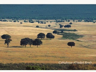 Cabañeros (Ciudad Real) 