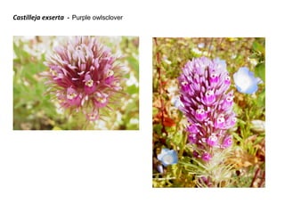 Castilleja exserta - Purple owlsclover

 