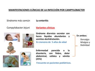 MANIFESTACIONES CLÍNICAS DE LA INFECCIÓN POR CAMPYLOBACTER
Síndrome más común La enteritis
Campylobacter Jejuni Variantes clínicas
Síndrome diarreico secretor con
heces líquidas abundantes y
vomitos-deshidratación.
Enfermedad parecida a la
disentería, con fiebre, dolor
abdominal, cefalea y vómito
(25%)
Frecuente en pacientes pediátricos.
En menores de 5 años de edad
Dorsalgia
Mialgias y
Debilidad
En ambos:
 