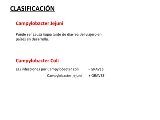 Campylobacter Jejuni
Las infecciones por Campylobacter coli
Campylobacter jejuni
- GRAVES
+ GRAVES
Puede ser causa importante de diarrea del viajero en
países en desarrollo.
Campylobacter Coli
CLASIFICACIÓN
 
