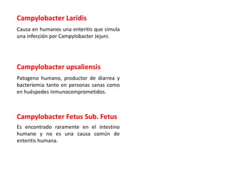 Campylobacter Laridis
Causa en humanos una enteritis que simula
una infección por Campylobacter Jejuni.
Campylobacter upsaliensis
Patogeno humano, productor de diarrea y
bacteriemia tanto en personas sanas como
en huéspedes inmunocomprometidos.
Campylobacter Fetus Sub. Fetus
Es encontrado raramente en el intestino
humano y no es una causa común de
enteritis humana.
 