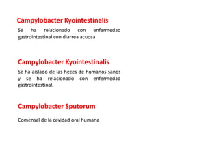 Campylobacter Kyointestinalis
Se ha relacionado con enfermedad
gastrointestinal con diarrea acuosa
Campylobacter Kyointestinalis
Se ha aislado de las heces de humanos sanos
y se ha relacionado con enfermedad
gastrointestinal.
Campylobacter Sputorum
Comensal de la cavidad oral humana
 