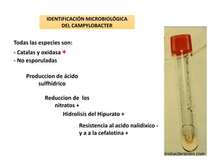 Todas las especies son:
- Catalas y oxidasa +
- No esporuladas
IDENTIFICACIÓN MICROBIOLÓGICA
DEL CAMPYLOBACTER
Produccion de ácido
sulfhídrico
Reduccion de los
nitratos +
Hidrolisis del Hipurato +
Resistencia al acido nalidixico -
y a a la cefalotina +
 