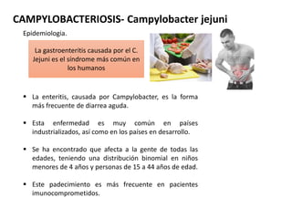 La gastroenteritis causada por el C.
Jejuni es el síndrome más común en
los humanos
CAMPYLOBACTERIOSIS- Campylobacter jejuni
 La enteritis, causada por Campylobacter, es la forma
más frecuente de diarrea aguda.
 Esta enfermedad es muy común en países
industrializados, así como en los países en desarrollo.
 Se ha encontrado que afecta a la gente de todas las
edades, teniendo una distribución binomial en niños
menores de 4 años y personas de 15 a 44 años de edad.
 Este padecimiento es más frecuente en pacientes
imunocomprometidos.
Epidemiologia.
 