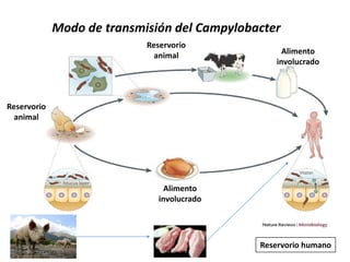 Modo de transmisión del Campylobacter
Alimento
involucrado
Reservorio
animal
Reservorio humano
Alimento
involucrado
Reservorio
animal
 