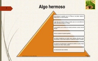 Algo hermoso
Para aumentar la expresión de la H+-PPasa en una planta, Gaxiola lo
añade primero a un tipo de bacteria
Luego deja que la bacteria infecte una planta, pero en vez de enfermar la
planta, esta bacteria regula a H+-PPasa
Lo que significa que las células de la planta comienzan a producir más de
este gen
Este es un ejemplo de ingeniería genética
Las plantas transgénicas que resultan tienen sistemas radiculares mucho
más robustos, lo que las hace mejores en la absorción de agua y nutrientes
Las raíces de una planta tienen la capacidad de acidificar el suelo al liberar
nutrientes como nitrato, fosfato y potasio
Las raíces devoran esos nutrientes
Certificacion
MOS
Biotecnología una nueva alternativa.
3
 
