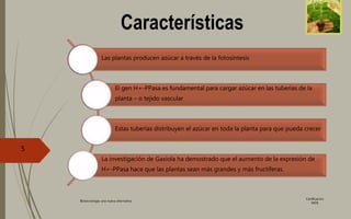 Características
Las plantas producen azúcar a través de la fotosíntesis
El gen H+-PPasa es fundamental para cargar azúcar en las tuberías de la
planta – o tejido vascular
Estas tuberías distribuyen el azúcar en toda la planta para que pueda crecer
La investigación de Gaxiola ha demostrado que el aumento de la expresión de
H+-PPasa hace que las plantas sean más grandes y más fructíferas.
Certificacion
MOS
Biotecnología una nueva alternativa.
5
 