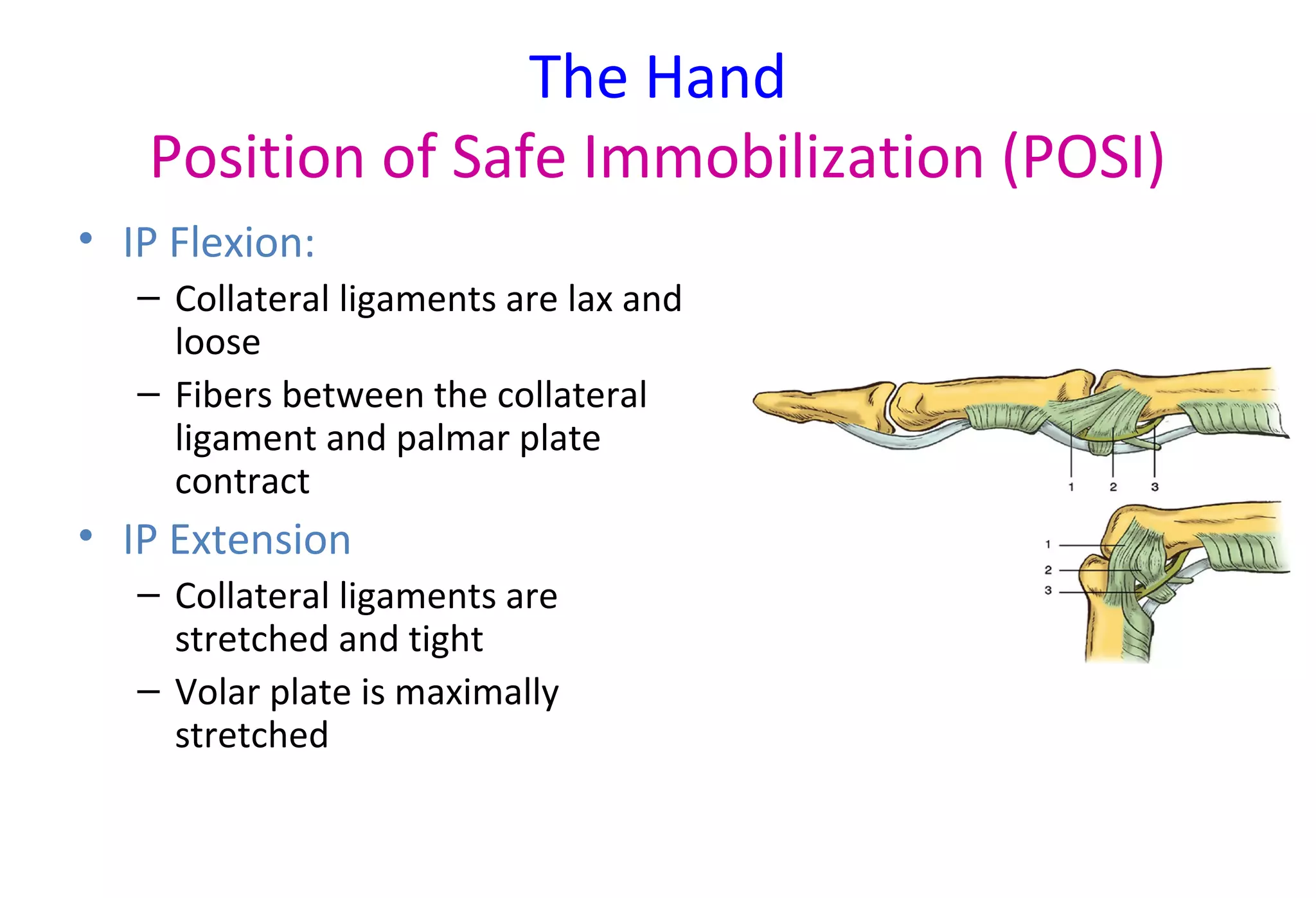 The Hand
Position of Safe Immobilization (POSI)
• IP Flexion:
– Collateral ligaments are lax and
loose
– Fibers between the collateral
ligament and palmar plate
contract
• IP Extension
– Collateral ligaments are
stretched and tight
– Volar plate is maximally
stretched
 