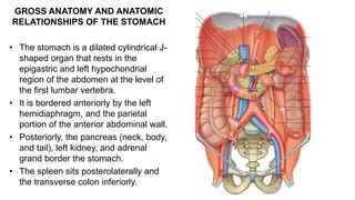 GROSS ANATOMY AND ANATOMIC
RELATIONSHIPS OF THE STOMACH
• The stomach is a dilated cylindrical J-
shaped organ that rests in the
epigastric and left hypochondrial
region of the abdomen at the level of
the first lumbar vertebra.
• It is bordered anteriorly by the left
hemidiaphragm, and the parietal
portion of the anterior abdominal wall.
• Posteriorly, the pancreas (neck, body,
and tail), left kidney, and adrenal
grand border the stomach.
• The spleen sits posterolaterally and
the transverse colon inferiorly.
 