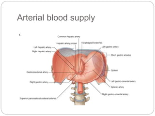 Arterial blood supply
 