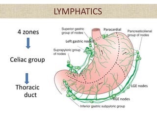 LYMPHATICS
4 zones
Celiac group
Thoracic
duct
Paracardial
LGE nodes
RGE nodes
Left gastric nodes
 