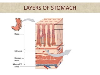 LAYERS OF STOMACH
SubserosalCT
 