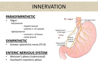 INNERVATION
PARASYMPATHETIC
• Vagus -
left/anterior
- hepatic branch
- anterior n. of Latarjet
right/posterior
- criminal n. of Grassi
- celiac branch
SYMPATHETIC
• Greater splanchinic nerve (T5-9)
ENTERIC NERVOUS SYSTEM
• Meissner’s plexus (submucosal)
• Auerbach’s myenteric plexus
Rt. vagus
Celiac
br.
 