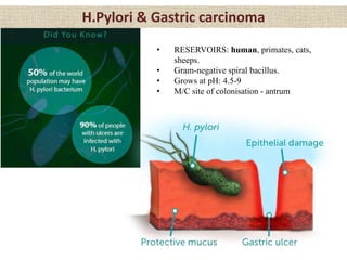 H.Pylori & Gastric carcinoma
• RESERVOIRS: human, primates, cats,
sheeps.
• Gram-negative spiral bacillus.
• Grows at pH: 4.5-9
• M/C site of colonisation - antrum
 