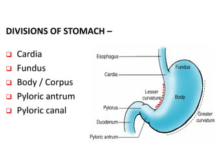 DIVISIONS OF STOMACH –
 Cardia
 Fundus
 Body / Corpus
 Pyloric antrum
 Pyloric canal
 