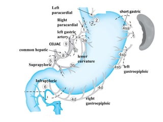 Right
paracardial
Left
paracardial
lesser
curvature
short gastric
left
gastroepiploic
right
gastroepiploic
Suprapyloric
Infrapyloric
left gastric
artery
common hepatic
CELIAC
 