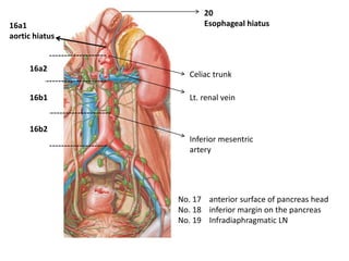 16a1
aortic hiatus
16a2
16b1
16b2
Celiac trunk
Lt. renal vein
Inferior mesentric
artery
20
Esophageal hiatus
No. 17 anterior surface of pancreas head
No. 18 inferior margin on the pancreas
No. 19 Infradiaphragmatic LN
 