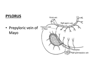 PYLORUS
• Prepyloric vein of
Mayo
 