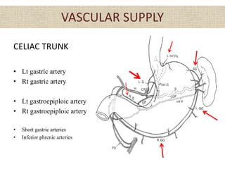 VASCULAR SUPPLY
CELIAC TRUNK
• Lt gastric artery
• Rt gastric artery
• Lt gastroepiploic artery
• Rt gastroepiploic artery
• Short gastric arteries
• Inferior phrenic arteries
 