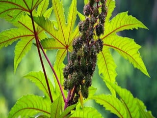 Castor Spp Castor | PPTX