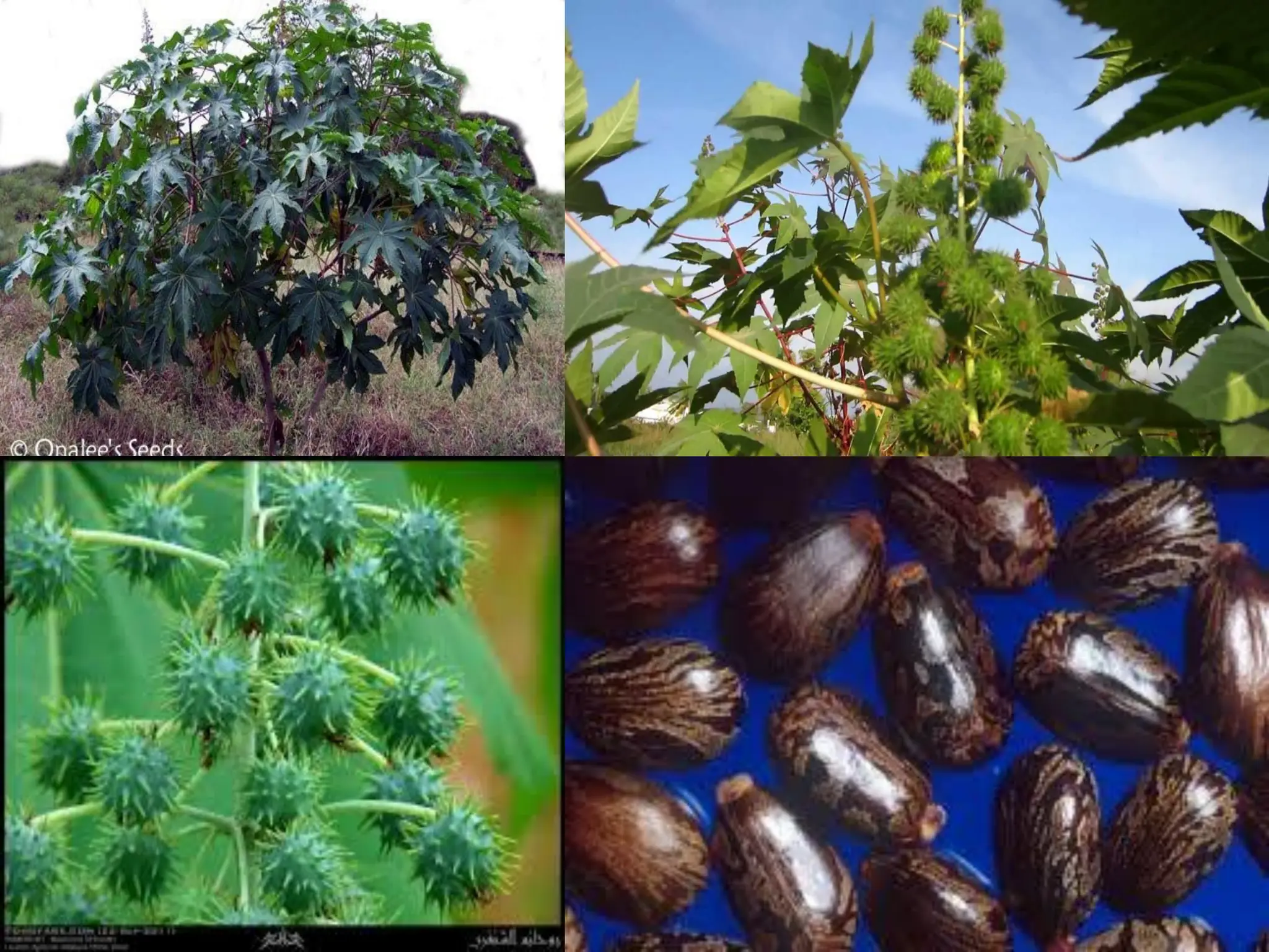 Diseases of castor and their management. | PDF
