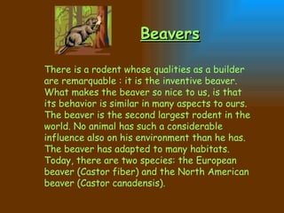 There is a rodent whose qualities as a builder are remarquable : it is the inventive beaver. What makes the beaver so nice to us, is that its behavior is similar in many aspects to ours. The beaver is the second largest rodent in the world. No animal has such a considerable influence also on his environment than he has. The beaver has adapted to many habitats. Today, there are two species: the European beaver (Castor fiber) and the North American beaver (Castor canadensis).   Beavers 