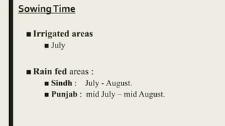 SowingTime
■ Irrigated areas
■ July
■ Rain fed areas :
■ Sindh : July - August.
■ Punjab : mid July – mid August.
 