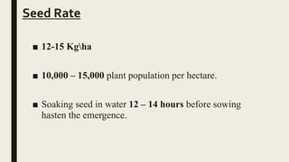 Seed Rate
■ 12-15 Kgha
■ 10,000 – 15,000 plant population per hectare.
■ Soaking seed in water 12 – 14 hours before sowing
hasten the emergence.
 