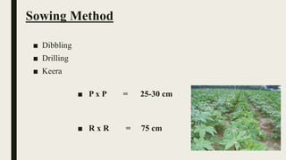 Sowing Method
■ Dibbling
■ Drilling
■ Keera
■ P x P = 25-30 cm
■ R x R = 75 cm
 