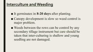 Interculture andWeeding
■ It germinates in 8-20 days after planting.
■ Canopy development is slow so weed control is
major problem.
■ Weeds between the rows can be control by any
secondary tillage instrument but care should be
taken that inter-culturing is shallow and young
seedling are not damaged.
 