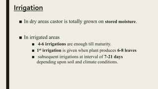 Irrigation
■ In dry areas castor is totally grown on stored moisture.
■ In irrigated areas
■ 4-6 irrigations are enough till maturity.
■ 1st irrigation is given when plant produces 6-8 leaves
■ subsequent irrigations at interval of 7-21 days
depending upon soil and climate conditions.
 