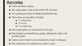 Harvesting
■ Castor produces spikes.
■ The main spike is harvested within 90-120 days
■ Two picking are done in Sindh and Baluchistan.
■ Three-four are possible in Punjab
■ 1st in December.
■ 2nd in Feb.
■ 3rd in April-May.
■ Harvested spikes are sun dried for 6-8 days.
■ Dried spikes are threshed by gently rubbing the spike with
wooden plank.
■ Castor seed is hard it is not attacked by insect or diseases.
■ Oil content are not reduced even after 3 years.
 