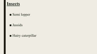 Insects
■ Semi lopper
■ Jassids
■ Hairy caterpillar
 