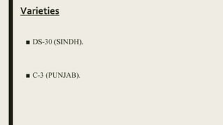 Varieties
■ DS-30 (SINDH).
■ C-3 (PUNJAB).
 