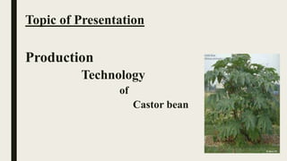 Topic of Presentation
Production
Technology
of
Castor bean
 