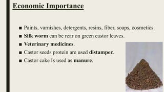 Economic Importance
■ Paints, varnishes, detergents, resins, fiber, soaps, cosmetics.
■ Silk worm can be rear on green castor leaves.
■ Veterinary medicines.
■ Castor seeds protein are used distamper.
■ Castor cake Is used as manure.
 