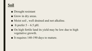 Soil
■ Drought resistant
■ Grow in dry areas.
■ Moist soil , well drained and not alkaline.
■ It prefer 5 – 6.5 pH.
■ On high fertile land its yield may be low due to high
vegetative growth.
■ It requires 140-190 days to mature.
 
