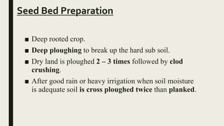 Seed Bed Preparation
■ Deep rooted crop.
■ Deep ploughing to break up the hard sub soil.
■ Dry land is ploughed 2 – 3 times followed by clod
crushing.
■ After good rain or heavy irrigation when soil moisture
is adequate soil is cross ploughed twice than planked.
 
