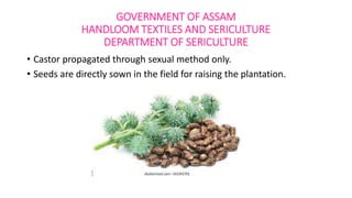GOVERNMENT OF ASSAM
HANDLOOM TEXTILES AND SERICULTURE
DEPARTMENT OF SERICULTURE
• Castor propagated through sexual method only.
• Seeds are directly sown in the field for raising the plantation.
 