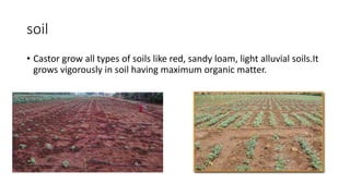 soil
• Castor grow all types of soils like red, sandy loam, light alluvial soils.It
grows vigorously in soil having maximum organic matter.
 